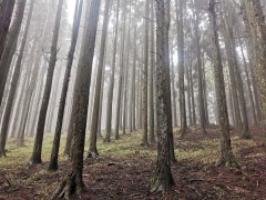 三等奖：森林迷雾-北京国瑞升-王艳良