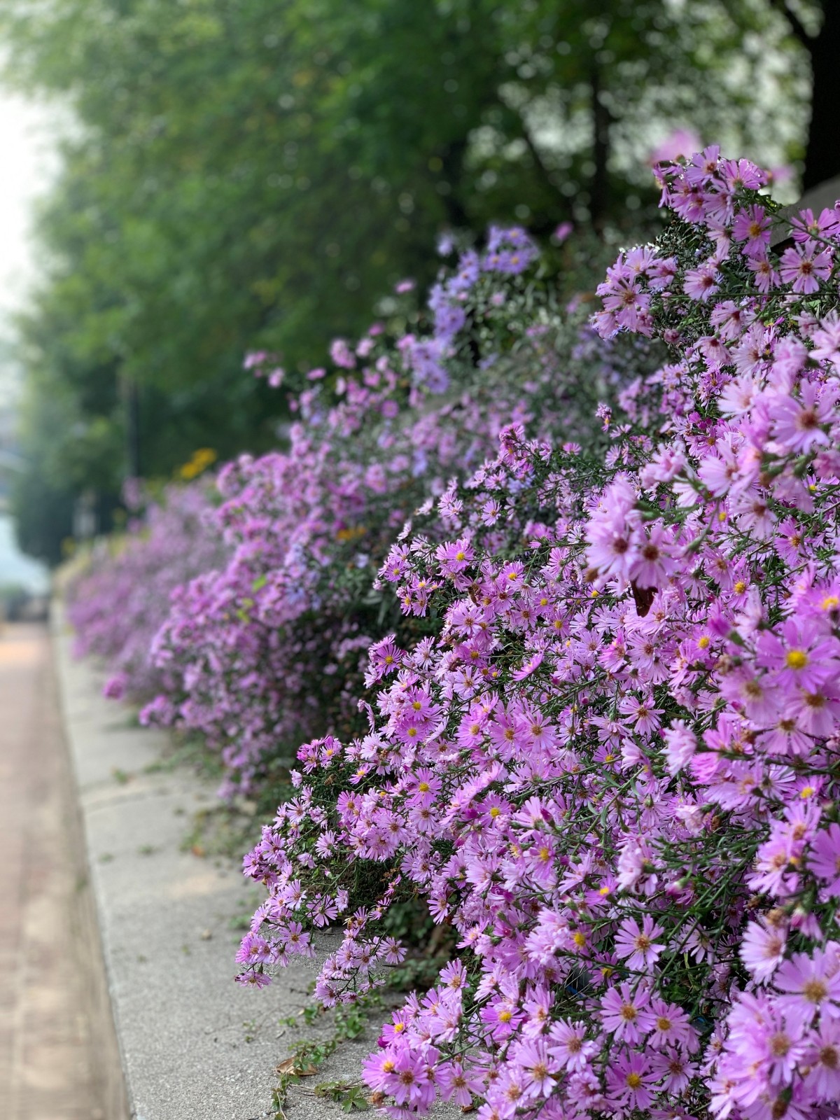 二等奖：昆玉河边的紫色浪漫-SGS-赵丽丽