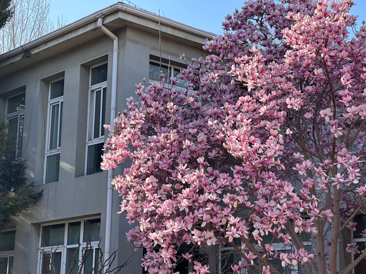 二等奖：晴芳-新浪-祖木