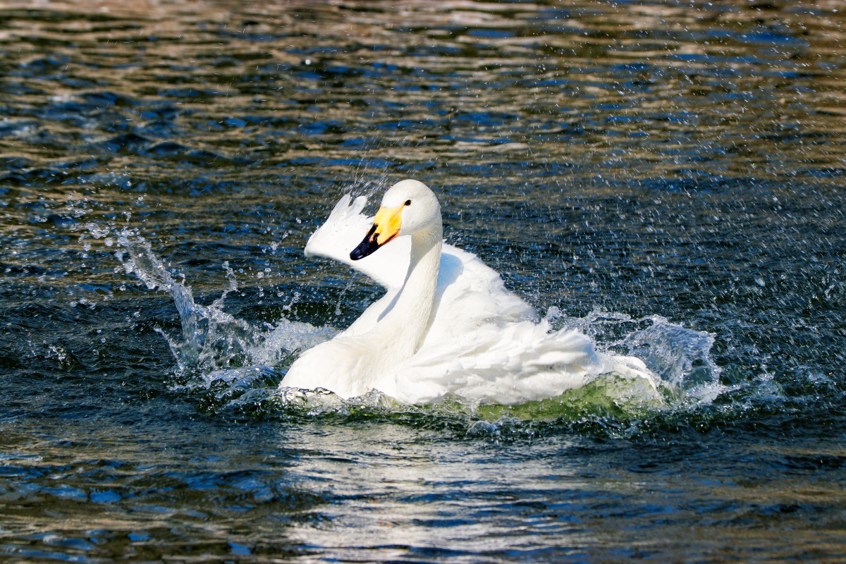二等奖：玉渊潭公园-水漾白羽-恩德斯豪斯-刘子君